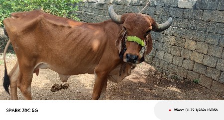 ગાય વેચવાની છે