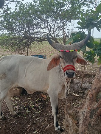 હોડકિ