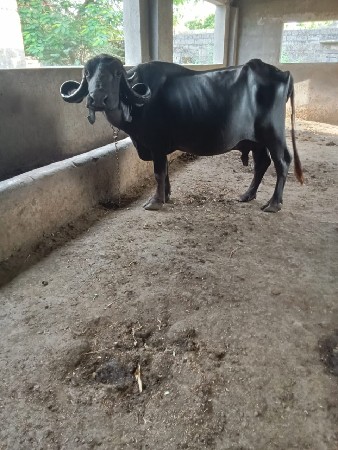 3 જુ વેતર ભેંસ વેચવાની છે