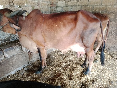 બીજું વેતર હોડકી વેચવાની છે