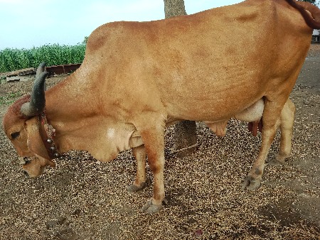 ગાય ગીર