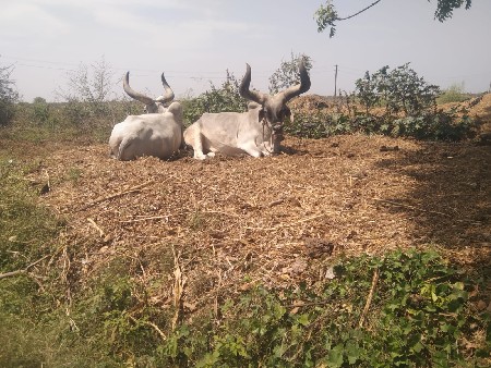 4 વાવણી વાવેલ સે