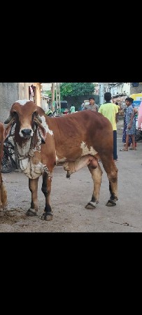 આ વાછડો વેચવાનો છે