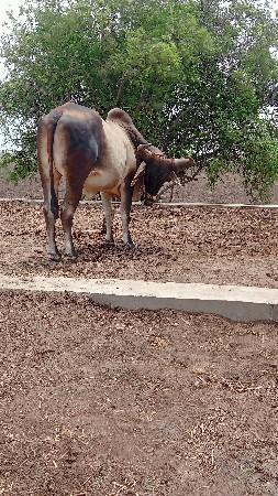 પેલધરો ગોઢલો વેસવા નો સે