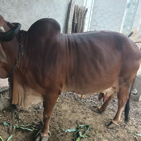 3 vetar petama se