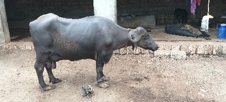 ભેંસ વેચવાની છે