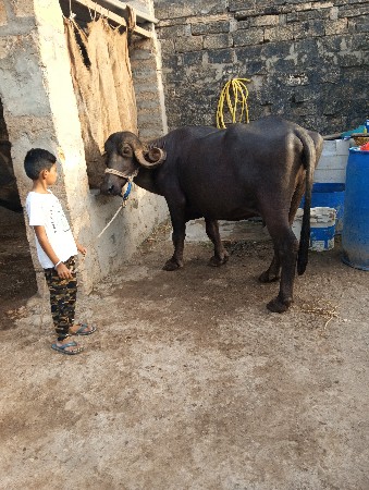 3વેતરસે.સાવસોજીસે