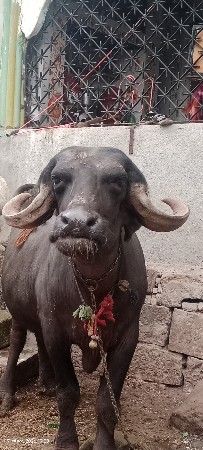 ભેંસ વેચવાની છે