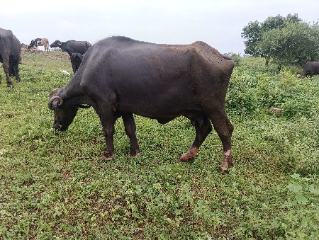 ભેંસ વેચવાની છે