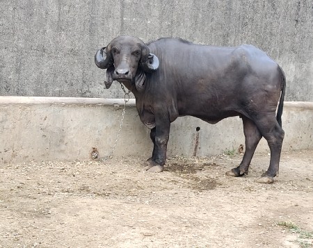 બૈ મયીના નો ગાભ છે