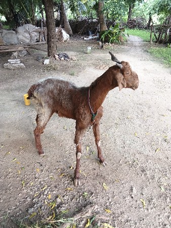 બકરી વેચવાની છે