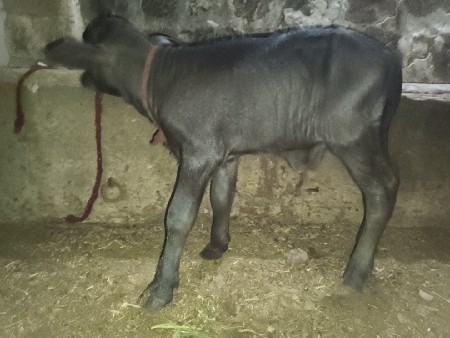 પાડો વેચવાનો છે