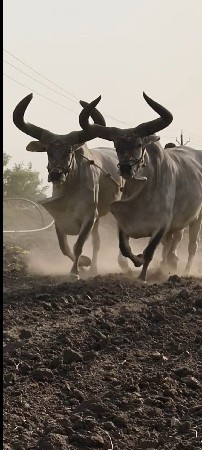 ox