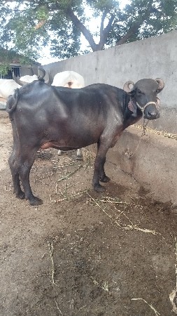 પેલું વેધર ખડેલી વેચવાની છે