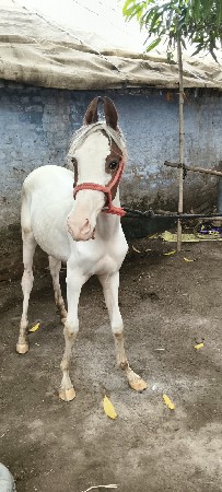 vasheri વશેરી