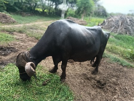 ભેંસ વેચવાની છે