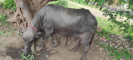 ભેસ વેચવા ની છે