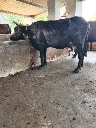 5 mahina ni gabhani