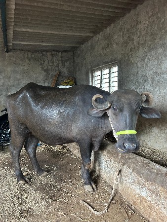 ખડેલી વેચવાની છે