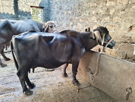 ભેંસ વેચવાની છે