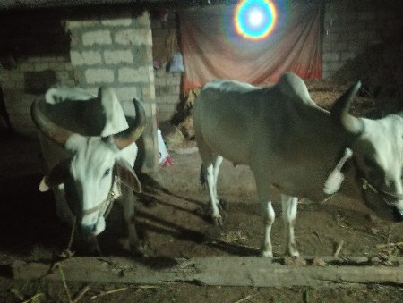 ગોઢલા વેચવાના છે