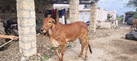 vodaki apvani che