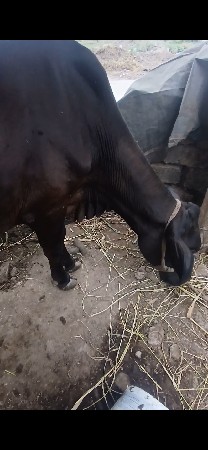 ચાર લીટર દૂધ છે નીચેવાછડી