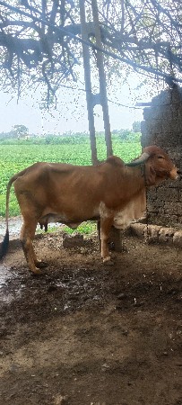 ગાય વેસવાની છે.