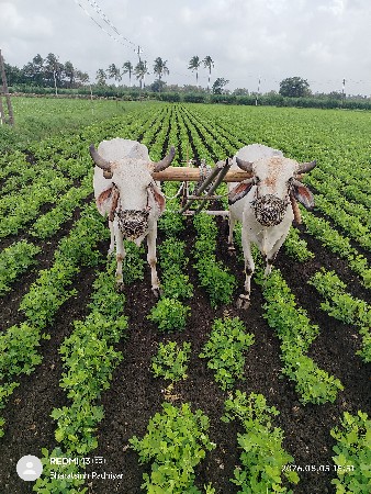 ગોઠલા