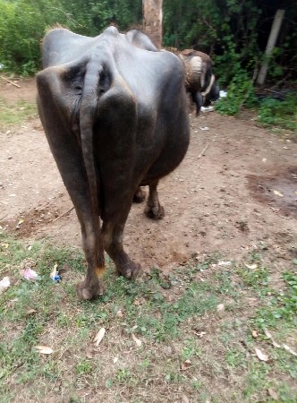 ભેંસ વેચવાની છે