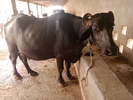 ભેંસ.વેસવાનીસે