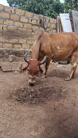 ગાય વેશવાનીછે