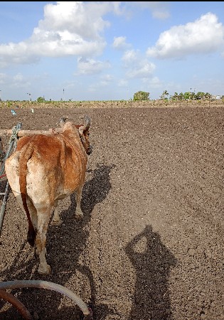 બળદ વેસવા નો સે