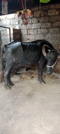 ભેશવેશવાનીશોથુવેતરવિયાલછેપાશશાત