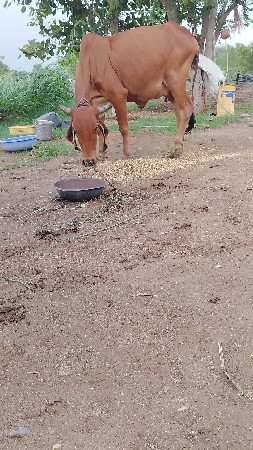 હોડકી વેચવાની છે