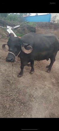 ભેંસ વેચવાની છે 20 દીવસ ની કાચી
