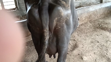 bhes vechavani