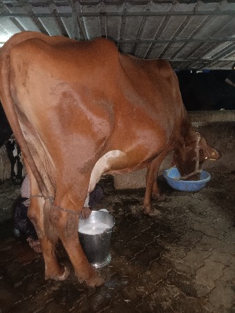 ગાય વેચવાની સે