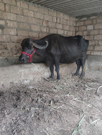 2 vetar 8 mo mahino sale