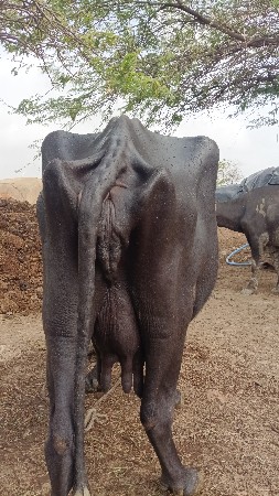 ભેંશ વેચવાની છે