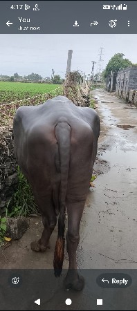 ભેંસ બીજું વેતર