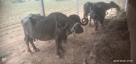 વેચવાની છે