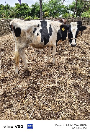 2 hf વાસડી