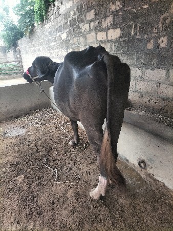 પેલ વેતરી ખળેલી