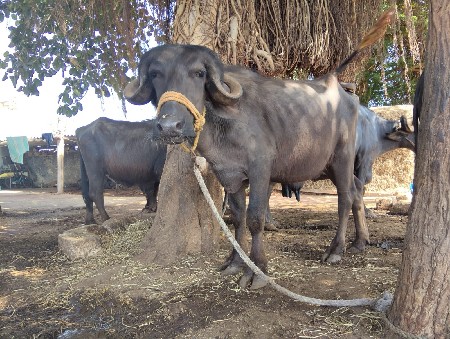 આ જાફરી ખડેલી વેચવાનીછે