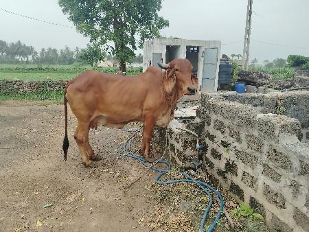 ગીર ગાય વેસવાની છે