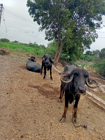 ખડેલા વેચવાના છે