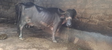 7 લિટર દૂધ