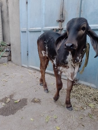 ખૂટીઓ વેચવાનો છે