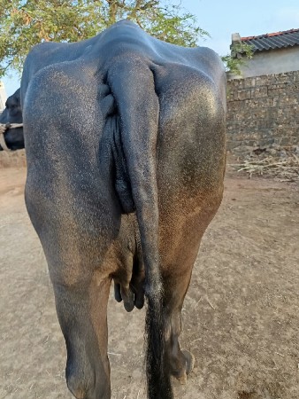 ભેંસ વેચવાની છે
